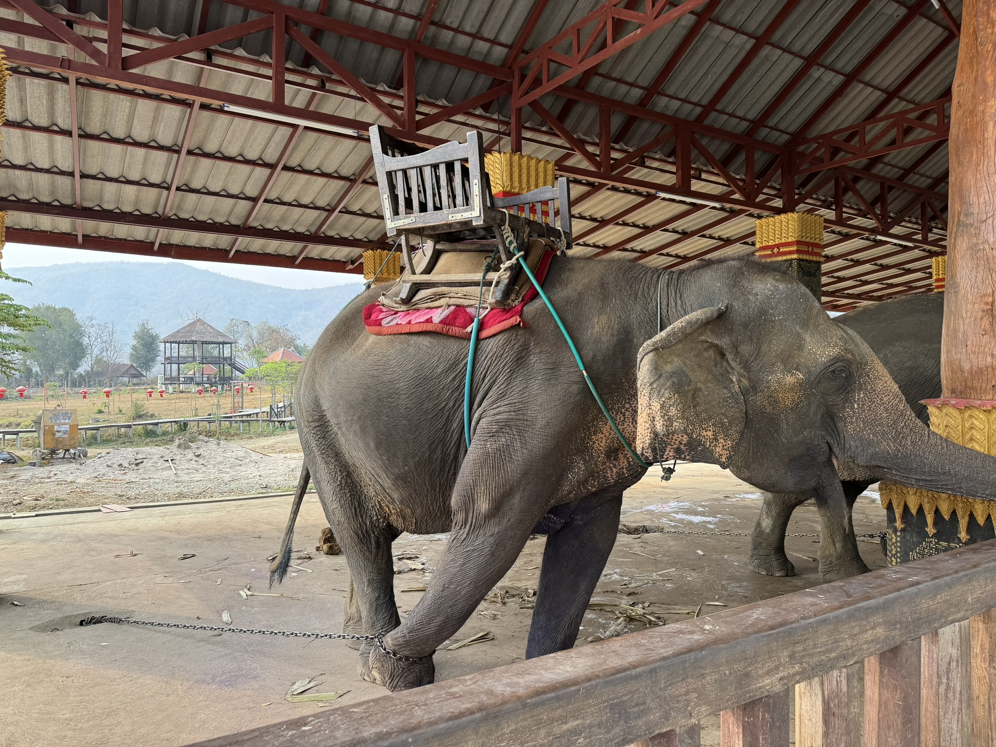 Elephant Encounter