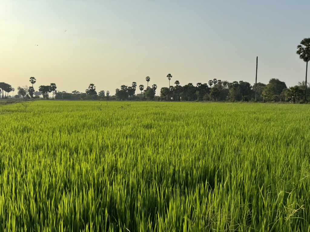 Rice fields